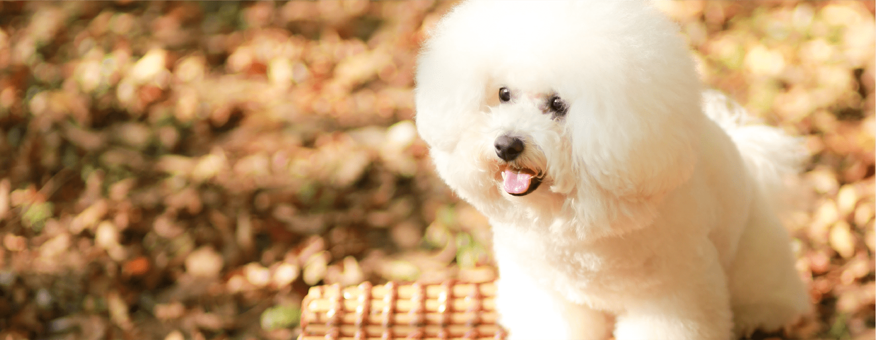 Pawナチュラルドッグアロマケアコース ペットアロマウェルビーイング協会 Paw ペットアロマウェルビーイング協会 Paw Pawナチュラルドッグアロマケアコース ペットアロマウェルビーイング協会 Paw ペットアロマウェルビーイング協会 Paw